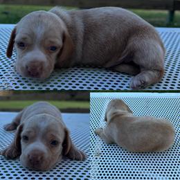 Thistle - Red male Dachshund puppy in Pollok, Texas from Magnolia Kennels