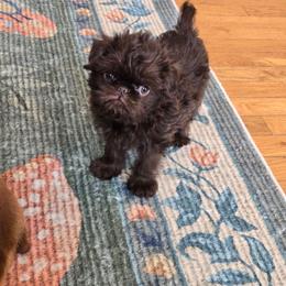 James - Brown male Brussels Griffon puppy in Welch, Minnesota from Baringer Brussels