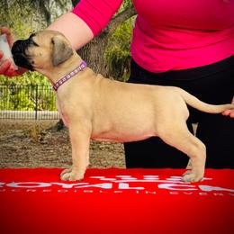 Girl 2 - Fawn female Bullmastiff puppy in Palm Bay, Florida from Alicia's Pups