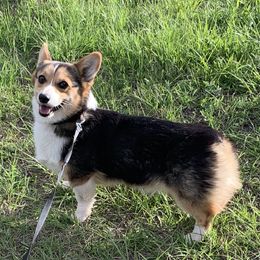 Jasper - Pembroke Welsh Corgi