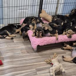 Bloodhound Puppies from Treasures Kennels