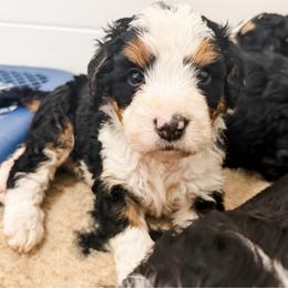 Finn - Tri-color male Bernedoodle puppy in Marne, Michigan from MI Doodles