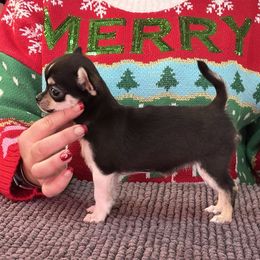 Chihuahua, Great Dane, and Pembroke Welsh Corgi Puppies from California Dreaming