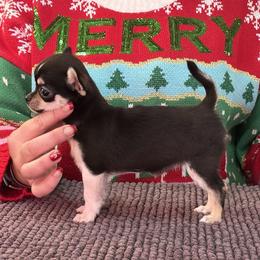 Chihuahua, Great Dane, and Pembroke Welsh Corgi Puppies from California Dreaming