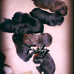 Grateful - Black brindle female Scottish Terrier puppy in Mancelona, Michigan from Stefany Farm of Happiness