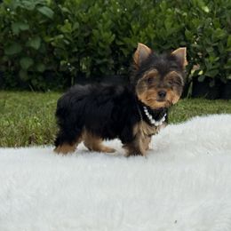 Alma - Black and gold female Yorkshire Terrier puppy in Naples, Florida from Puppies Forever 💙❤️🐶