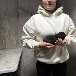 Diesel - Black brindle male Dutch Shepherd puppy in Watertown, Connecticut from APACHE CANINE