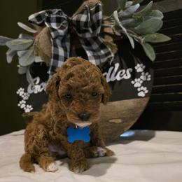 Coco - Red  female Goldendoodle puppy in Bristol, Tennessee from 4goldendoodles