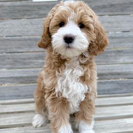 Beau (Blue) - Parti male Goldendoodle puppy in Twin Falls, Idaho from Magic Valley Family Doodles