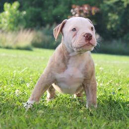 Dapper Dan - male Alapaha Blue Blood Bulldog puppy in Grafton, Ohio from Eclipse Alapaha Kennels
