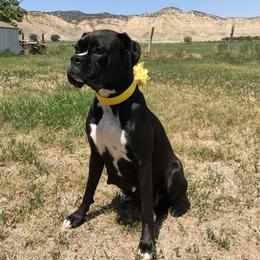 Maylee - Boxer