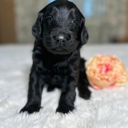 Poppy - Red  female Goldendoodle puppy in Osage City, Kansas from Golden Ridge Goldens