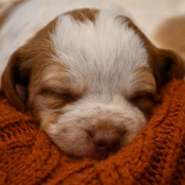 Kimber - Orange roan female Brittany puppy in Hollidaysburg, Pennsylvania from Royal Flush Farms