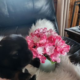 Olivia - Red and tan female Shih Tzu puppy in Center Point, Iowa from Puppies in a Box Shih tzus