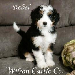 Rebel - Black tri-color male Aussiedoodle puppy in Lancaster, Minnesota from Wilson Cattle Co.