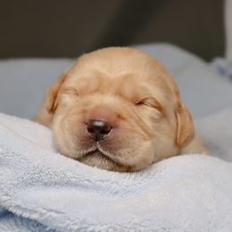 Labrador Retriever Puppies from Ashland Labradors