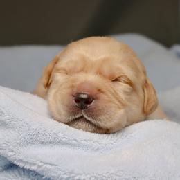Labrador Retriever Puppies from Ashland Labradors