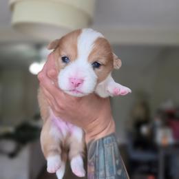 Antonio - Red merle and white male American Corgi puppy in Tallahassee, Florida from Koko's Korgis