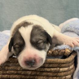 Black collar male - White and badger male Great Pyrenees puppy in Fair Grove, Missouri from Allen Wags & Woolies