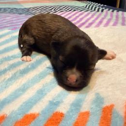Kevin - Chocolate sabled fawn male Chihuahua puppy in Seneca, Missouri from Stephanie’s Puppy Colony