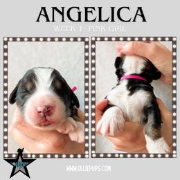 Angelica (Pink collar) - Tri-color female Bernedoodle puppy in Boiling Springs, South Carolina from OlliePups, LLC
