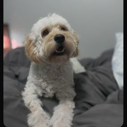 French Bulldog, Goldendoodle, and Golden Retriever All Grown Up from SoCalFamilyFrenchies, Doodles and more