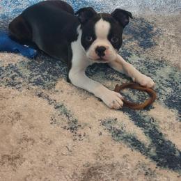 Boston Terrier Puppies from I Love Pups