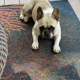 French Bulldog All Grown Up from Blueridge Frenchies