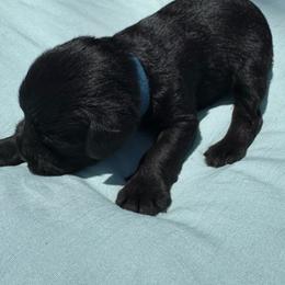 Boy 4 Blue - Black male Miniature Schnauzer puppy in Miami, Florida from AKC Puppies 2 Love