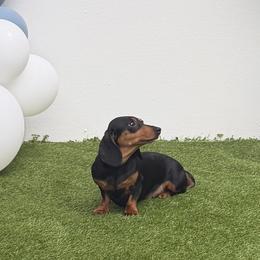 Dachshunds and Goldendoodles from Barkins and Company