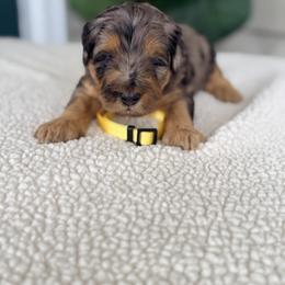 Yellow - Merle female Bernedoodle puppy in Charleston, South Carolina from Palm Belle Doodles