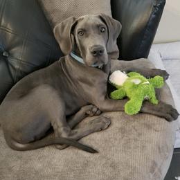Great Dane Puppies from Texas Devine Danes