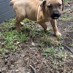 Boerboel Puppies from Josef Okunas