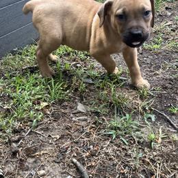 Boerboel Puppies from Josef Okunas