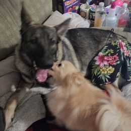 Pomeranian Puppies from Willy the Pomeranian Stud and Lilly's puppies