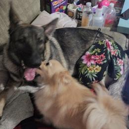 Pomeranian Puppies from Willy the Pomeranian Stud and Lilly's puppies