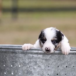 Notion - Blue merle female Australian Shepherd puppy in Springville, Alabama from Cross Creek Aussies