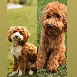 Goldendoodle puppies from Adri