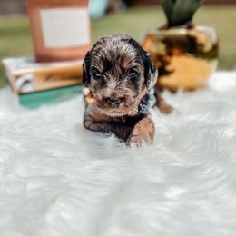 Goldendoodle Puppies from Posh Paws Puppies