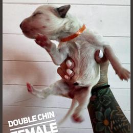 Double chin - White and black female Dalmatian puppy in Stanchfield, Minnesota from Darling Dalmatians