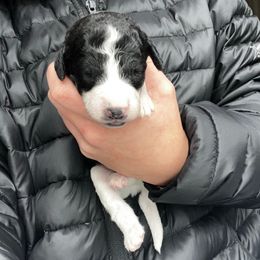 Cupid - Parti male Labradoodle puppy in Monticello, Georgia from Daylin’s Doodles & Labradors