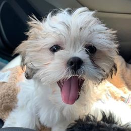 Shichons from Mad Hatter Farm
