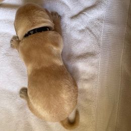 Girl 2 - Yellow Labrador Retriever puppy in Houston, Texas from Bahrking Heights Labradors