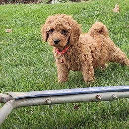 Copper - Apricot male Poodle puppy in Queens, New York from Pawfect Soul Puppies