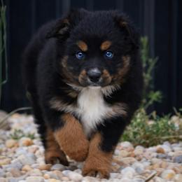 Itty bitty Ruby - two blues - Black tri female Miniature Australian Shepherd puppy in Lowgap, North Carolina from Baileys Mini Aussies
