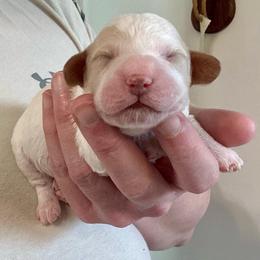 Snickerdoodle - Buff and white male Cockapoo puppy in Salem, Oregon from Capital Doodles