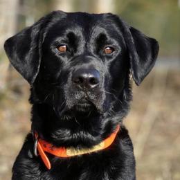 Labrador Retrievers from Full House Ranch