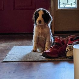 Boykin Spaniel and English Springer Spaniel Puppies from 31 Pines Springers & Retrievers