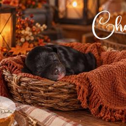 Chatty - Black and white female Aussiedoodle puppy in Roebuck, South Carolina from Dani's Dandy Doodles
