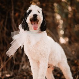 Lucy - Bernedoodle